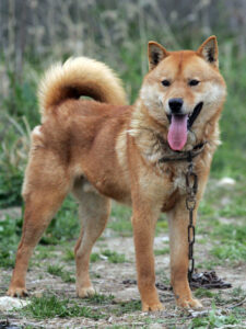 korean-jindo-dog