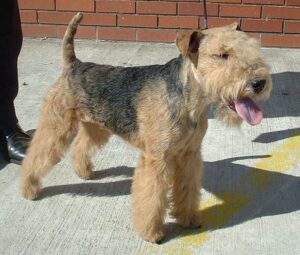 lakeland-terrier