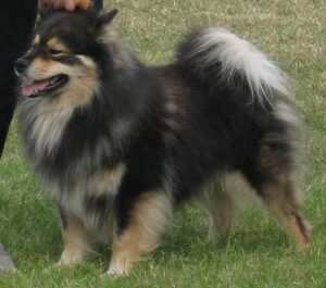 lapphund