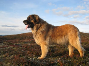 leonberger