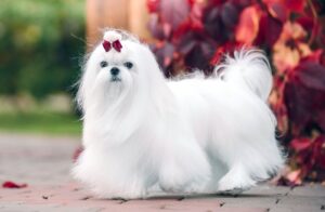 maltese-maltese