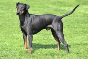 manchester-terrier