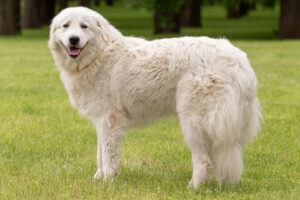 maremma-sheepdog