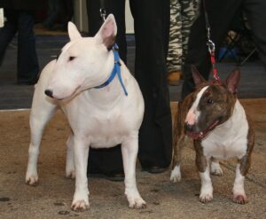 miniature-bull-terrier