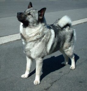 norwegian-elkhound