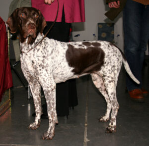 old-danish-pointer