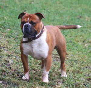 old-english-bulldogge