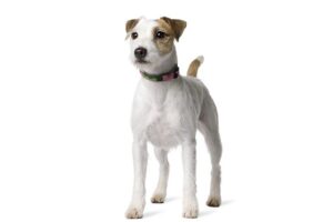 parson-russell-terrier