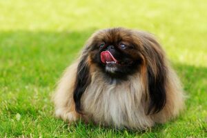 pekingese
