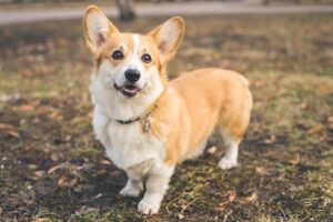 pembroke-welsh-corgi-dog