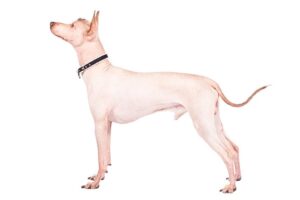 peruvian-inca-orchid