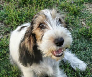 petit-basset-griffon-vendeen