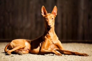 pharaoh-hound