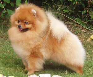 pomeranian