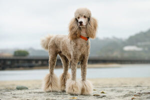poodle-dog