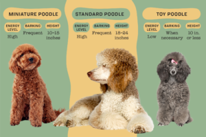 poodle-or-poodle