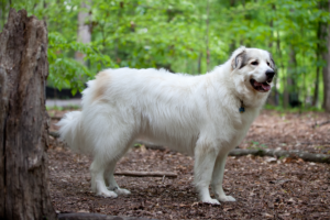 pyrenean-mountain-dog