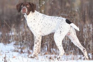 pyrenean-pointer