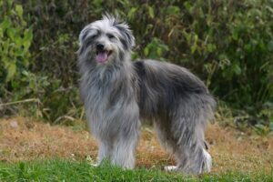 pyrenean-shepherd