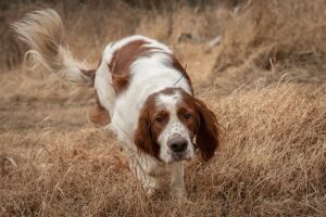red-and-white-irish-setter