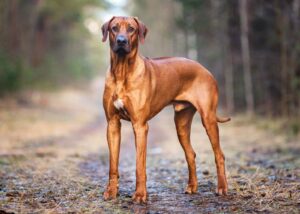 rhodesian-ridgeback