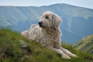 romanian-shepherd-mioritic-dog