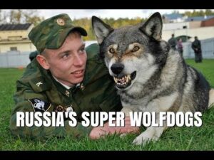 russian-saarloos-wolfdog
