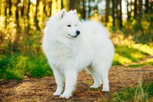saluki-samoyed
