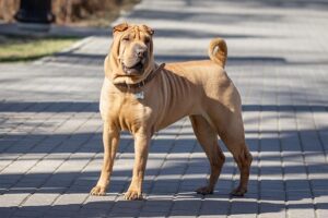 shar-pei