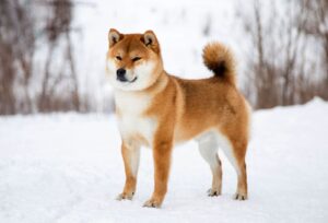 shiba-inu