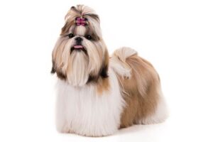 shih-tzu