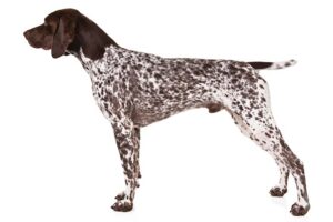 shorthaired-pointer