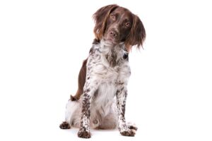 small-munsterlander-pointer