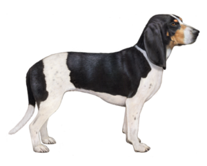 small-swiss-hound