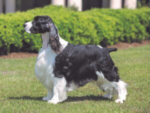 springer-spaniel