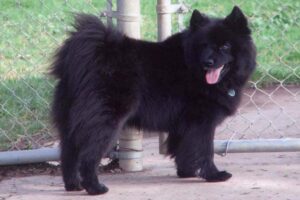 swedish-lapphund