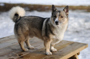 swedish-vallhund