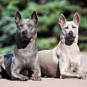 thai-ridgeback