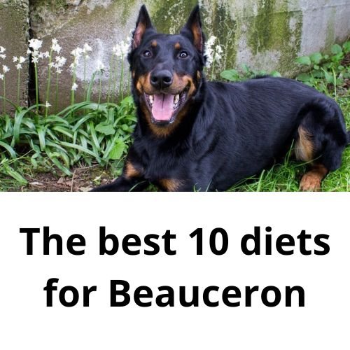 The Perfect Diet for Your Perfect Pooch The Top 10 Diets for Beauceron
