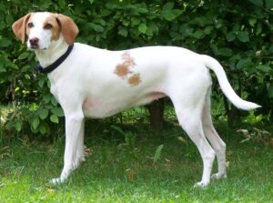 thick-istrian-shorthaired-hound-bracco