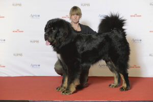 tibetan-mastiff