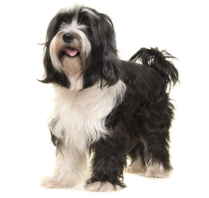 tibetan-terrier