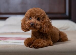 toy-poodle