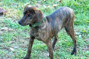 treeing-tennessee-brindle