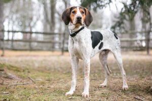 treeing-walker-coonhound