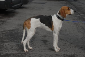 tricolor-hound