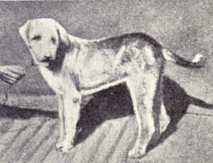 vanjari-hound