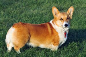 welsh-corgi