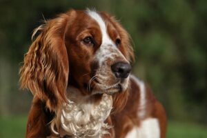 welsh-springer-spaniel