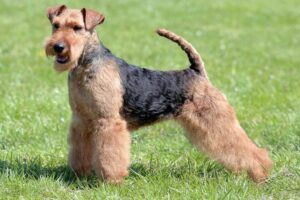 welsh-terrier